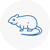 Rat Control Wickford